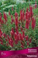 Вероника Хайдекинд 1шт (Поиск)