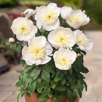 Пион Мадрид 2/3 1шт (Поиск)