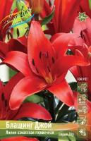 Лилия Блашинг Джой (Азиатский гибрид) 11/12 7шт (Колорлайн)