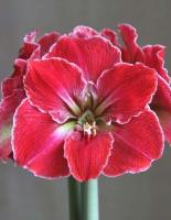 Амариллис Мэджикал Тач 24/26 1шт (Поиск)