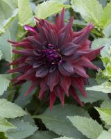 Георгина Бригитта Алида 1шт (Колорлайн)