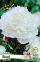 Пион Белый 2/3 1шт (Колорлайн)