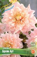 Георгина Брейк Аут 1шт (Колорлайн)