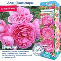 Роза Алан Титчмарш (Английская) 1шт (Сиб сад)