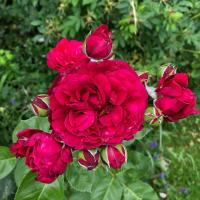 Роза Мариетта (Чайно-гибридная) 1-3 побега ОКС 10шт/пучок (Сиб сад)