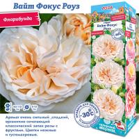 Роза Вайт Фокус Роуз (Флорибунда) 1шт (Сиб сад)
