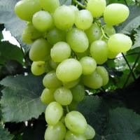 Виноград Аркадия (коробка) 1шт (Сиб Сад)