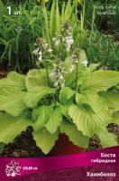 Хоста Ханибеллз 1шт (Поиск)