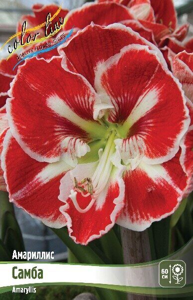 Амариллис Самба 22/24 1шт (Колорлайн)