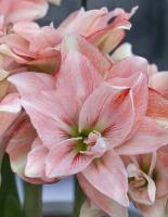 Амариллис Пинк Глори 26/28 1шт (Поиск)