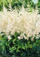 Астильба Изи Листенинг (Дюнес Деликейт) 2/3 1шт (Колорлайн)