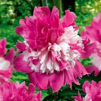 Пион Селебрити 2/3 1шт (Поиск)