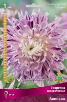 Георгина Авиньон 1шт (Поиск)