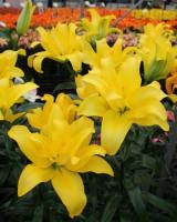 Лилия Баттерфляй Вингз (ЛА гибрид/Махровая) 12/14 5шт (Колорлайн)