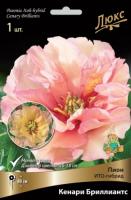 Пион Кенари Бриллиантс (ИТО) 2/3 1шт (Поиск)