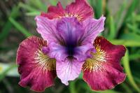 Ирис Суитер Стилл (Сибирский) 1шт (Колорлайн)