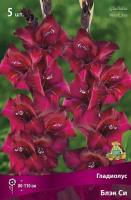 Гладиолус Блэк Си 10/12 5шт (Поиск)