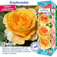 Роза Кэндллайт (Чайно-гибридная) 1шт (Сиб сад)