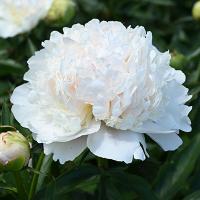 Пион Бразер Чак 2/3 1шт (Поиск)