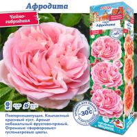 Роза Афродита (Чайно-гибридная) 1шт (Сиб сад)