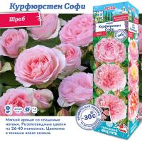 Роза Курфюрстен Софи (Шраб) 1шт (Сиб сад)