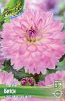 Георгина Битси 1шт (Колорлайн)