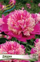 Пион Дэйдрим 2/3 1шт (Колорлайн)