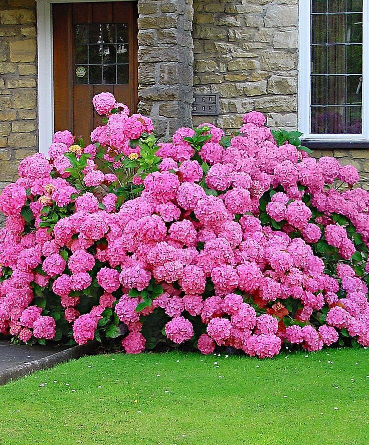 Садовые цветы розового цвета