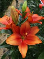 Лилия Амбер Вейвз (ЛА гибрид) 12/14 5шт (Колорлайн)