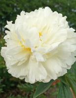 Пион Фринжд Айвори 2/3 1шт (Поиск)