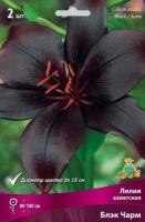 Лилия Блэк Чарм (Азиатский гибрид) 12/14 3шт (Поиск)