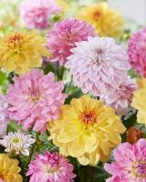 Георгина Букетная Смесь 3шт (Колорлайн)