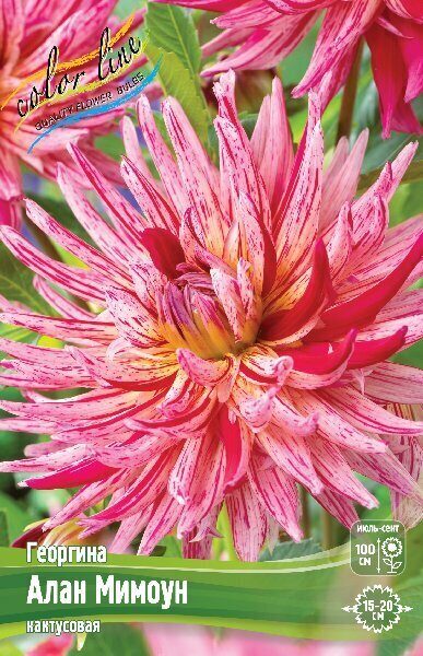 Георгина Алан Мимоун 1шт (Колорлайн)