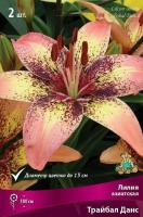 Лилия Трайбал Данс (Азиатский гибрид) 12/14 3шт (Поиск)