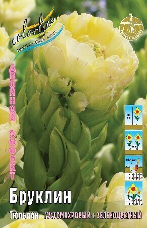 Тюльпан Бруклин 11/+ 7шт (Колорлайн)