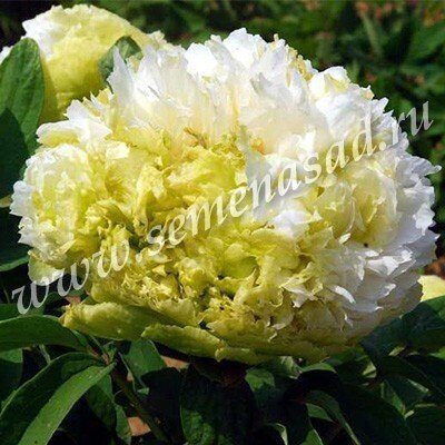 Пион Весенняя Ива ДР/привитый (коробка) 1шт (Поиск)