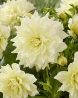 Георгина Айсбрейкер 1шт (Колорлайн)