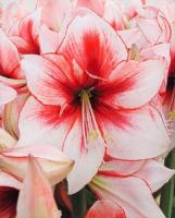 Амариллис Тэмптейшн 22/24 1шт (Колорлайн)