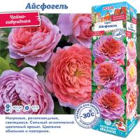 Роза Айсфогель (Чайно-гибридная) 1шт (Сиб сад)