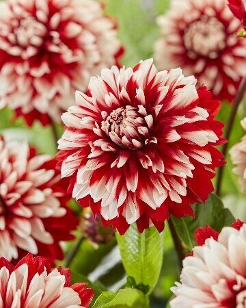 Георгина Бурлеск 1шт (Колорлайн)