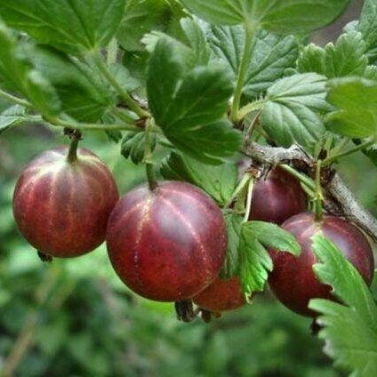 Крыжовник Финский красный (коробка) 1шт (Сиб Сад)