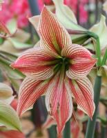Амариллис Экзотик Стар 26/28 1шт (Поиск)