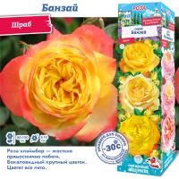 Роза Банзай (Шраб) 1шт (Сиб сад)