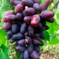 Виноград Байконур (коробка) 1шт (Сиб сад)