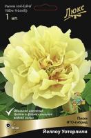 Пион Йеллоу Уотерлили (ИТО) 2/3 1шт (Поиск)