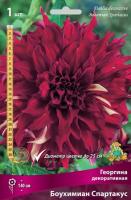 Георгина Боухимиан Спартакус 1шт (Поиск)