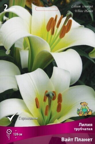 Лилия Вайт Планет (Трубчатый гибрид) 14/16 2шт (Поиск)