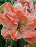 Амариллис Экзотик Нимф 22/24 1шт (Поиск)