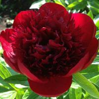 Пион Ред Чарм 2/3 1шт (Поиск)