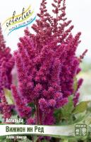 Астильба Вижион Ин Ред 2/3 1шт (Колорлайн)